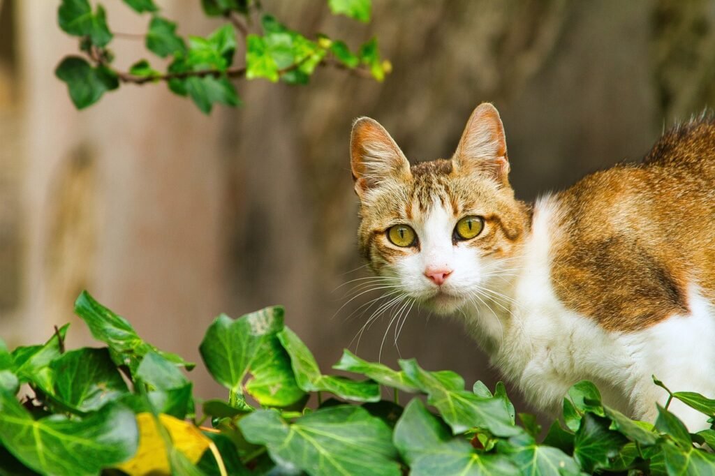 Domestic Cats Can’t Roar and Big Cats Can’t Purr