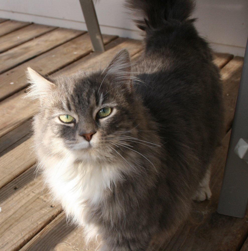 Grey cat