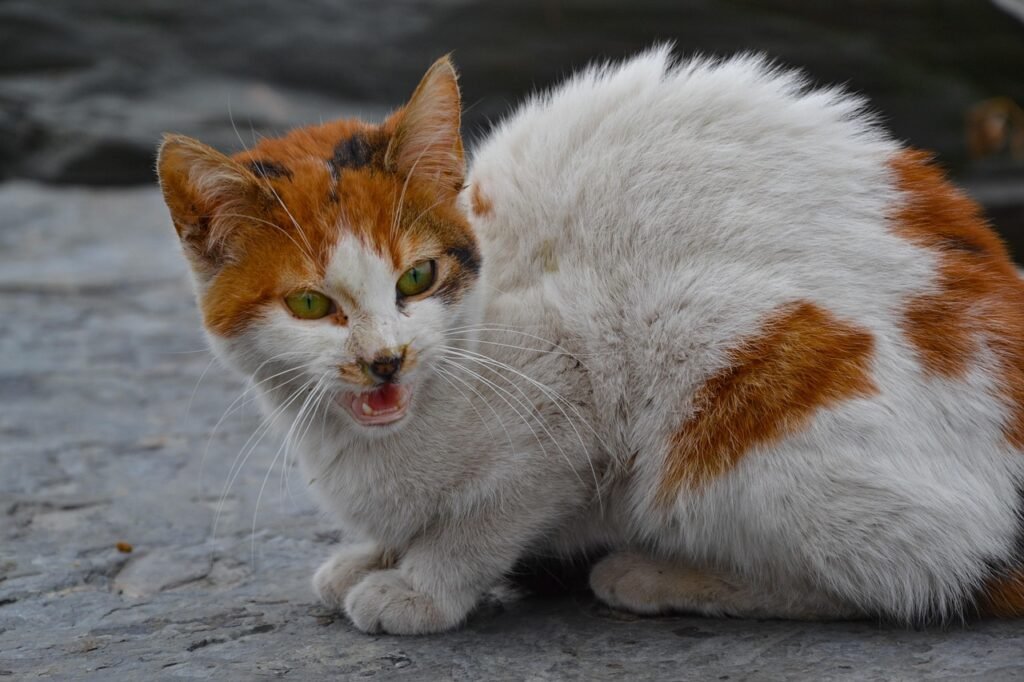 cat, feline, hissing, pet, whiskers, animal, nature, wilderness, cute, portrait