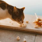 A curious cat exploring popcorn next to a honey dipper under warm daylight.