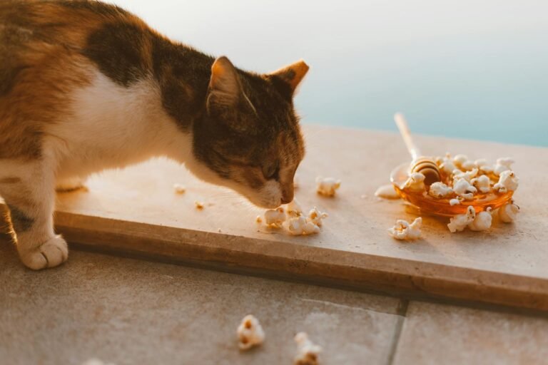 A curious cat exploring popcorn next to a honey dipper under warm daylight.