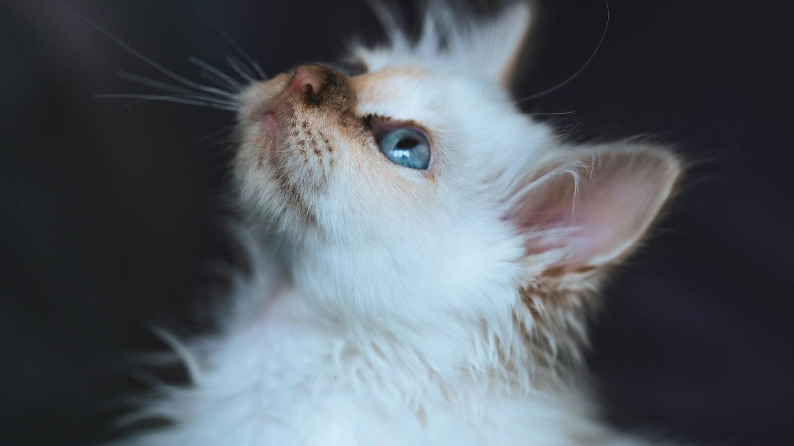 A close-up of a fluffy Birman kitten with blue eyes, gazing upward with a gentle and curious expression against a dark background.