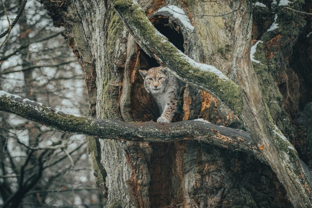 Cat Adapt A lynx emerges from a tree hollow in a snowy forest setting, surrounded by barren branches.