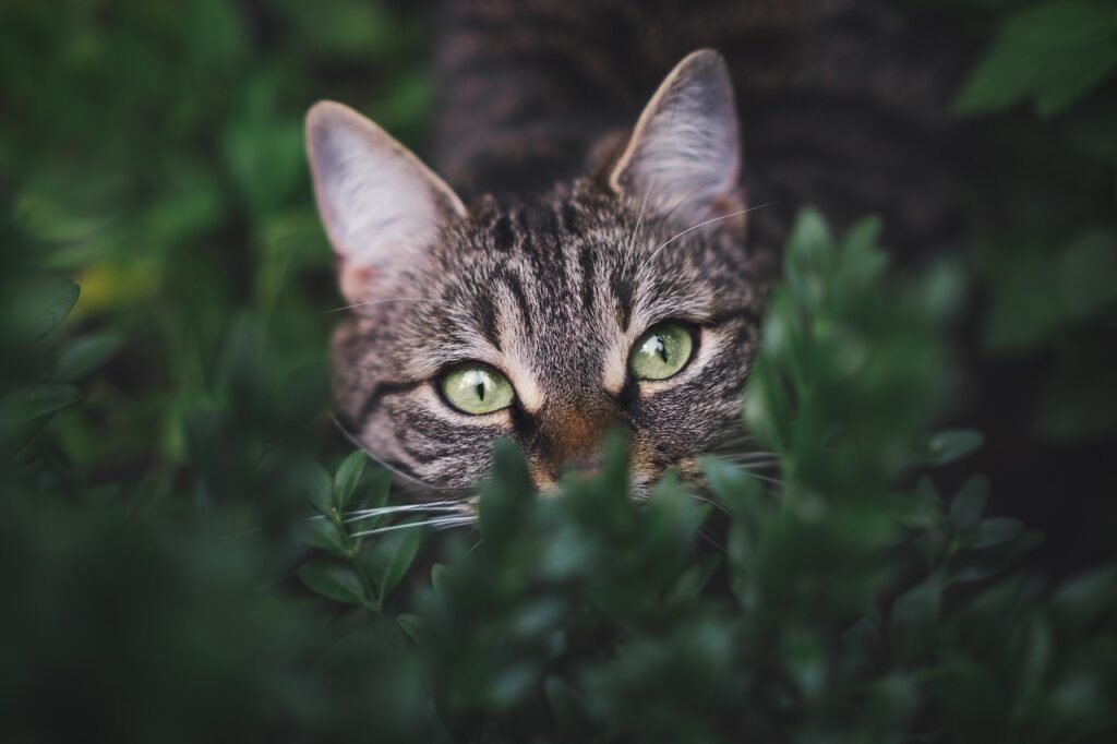 Domestic Cats Can’t Roar and Big Cats Can’t Purr