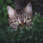 Domestic Cats Can’t Roar and Big Cats Can’t Purr