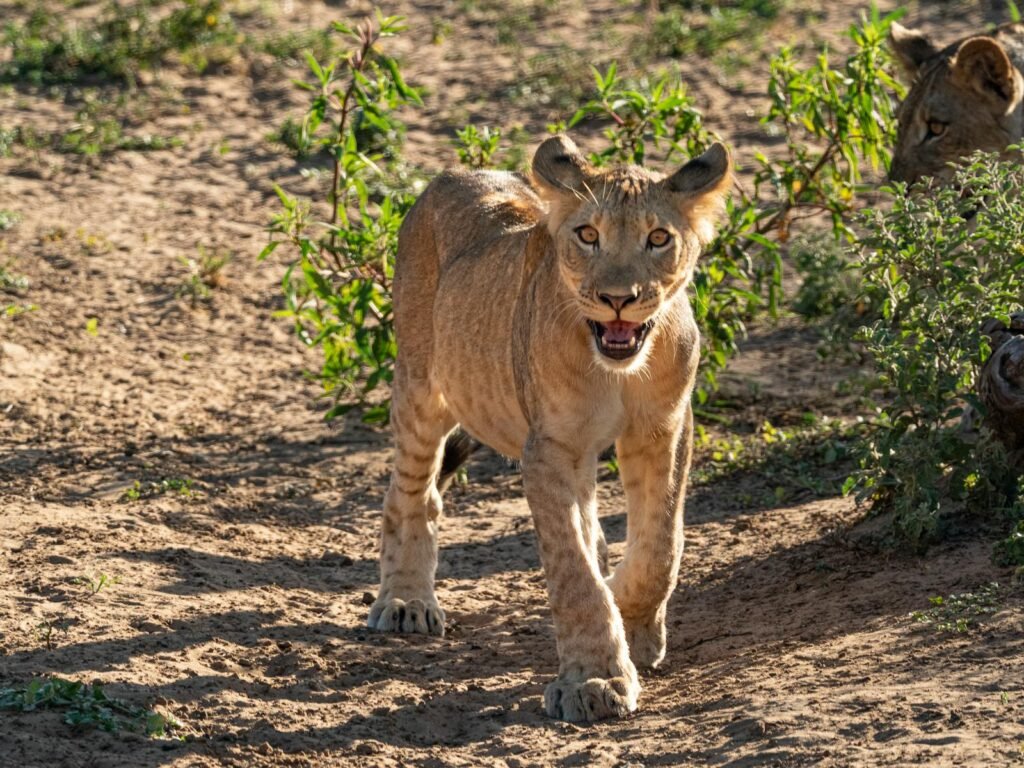 A young lion cub walking in its natural African savanna habitat, showcasing wildlife behavior during the day.