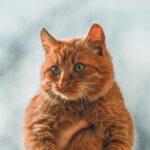 The Evolution of Cat Breeds