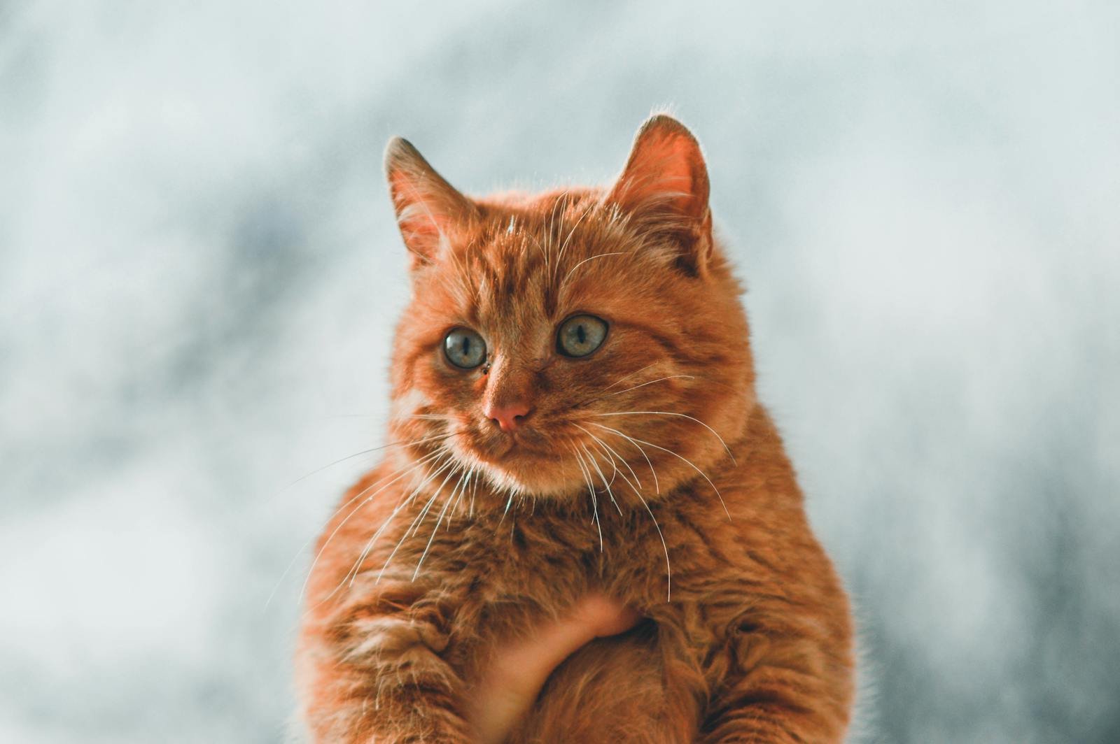 The Evolution of Cat Breeds