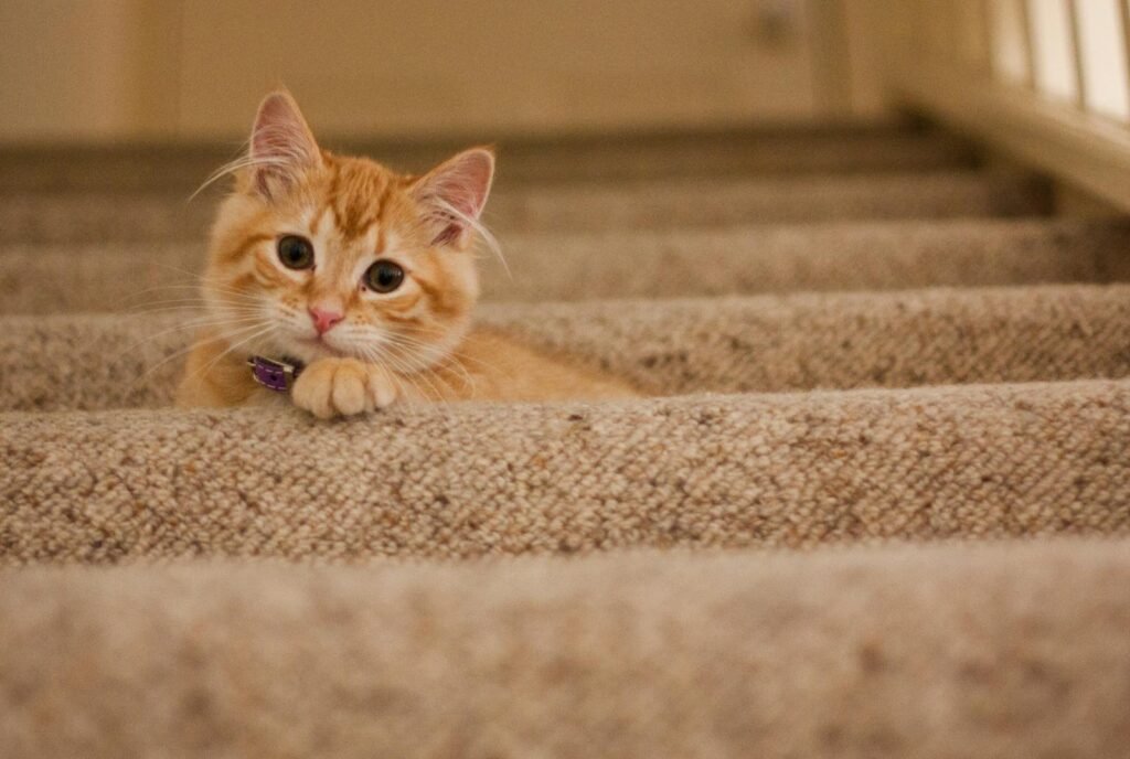 CAT Cute orange kitten with a collar lying on carpeted stairs, looking at the camera.