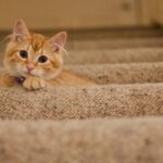 household cat: Cute orange kitten with a collar lying on carpeted stairs, looking at the camera.