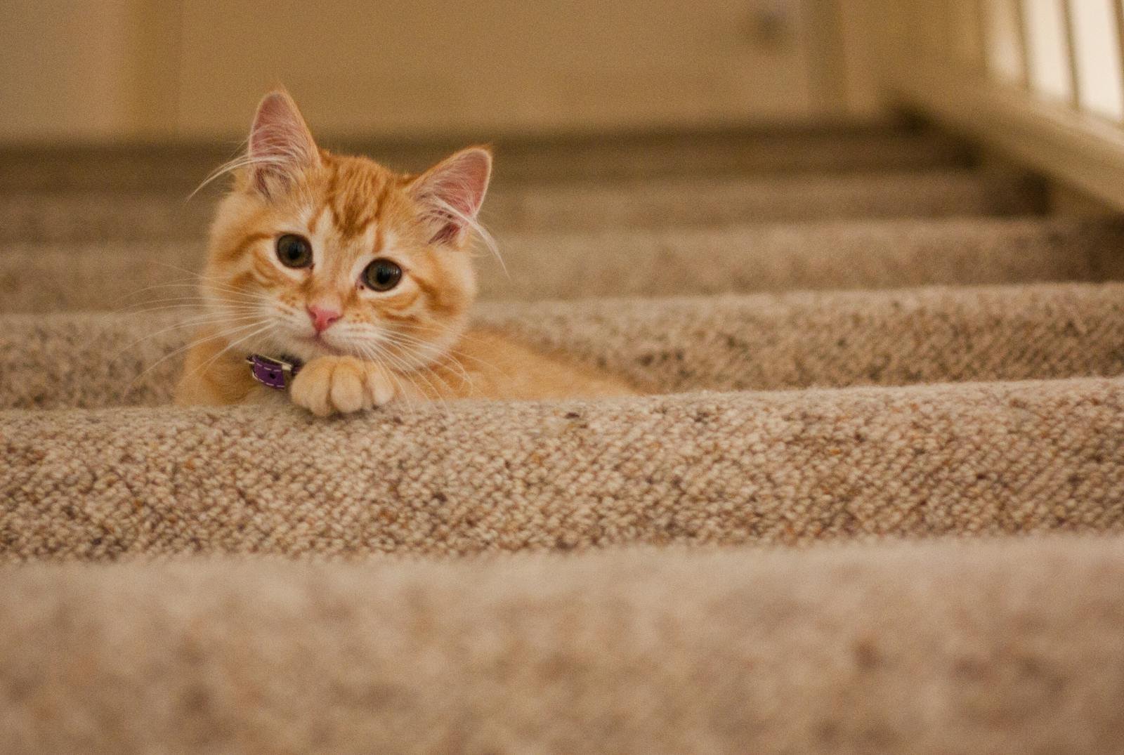 household cat: Cute orange kitten with a collar lying on carpeted stairs, looking at the camera.