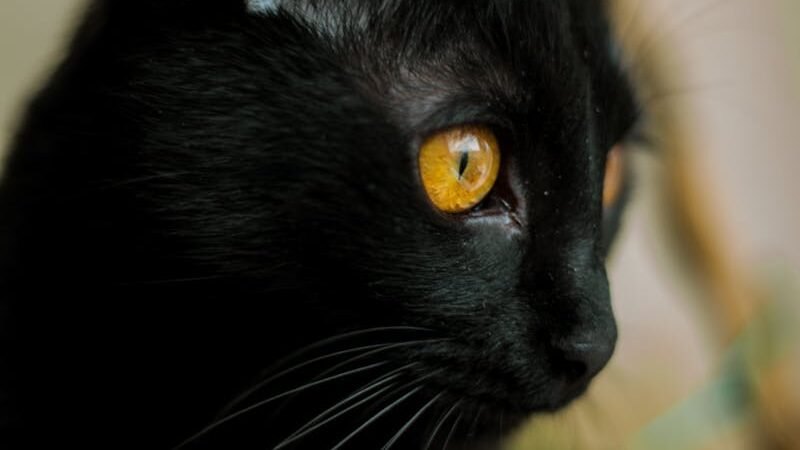 A side profile of a sleek black cat with vibrant yellow eyes, gazing attentively in a softly lit environment, exuding elegance and mystery.
