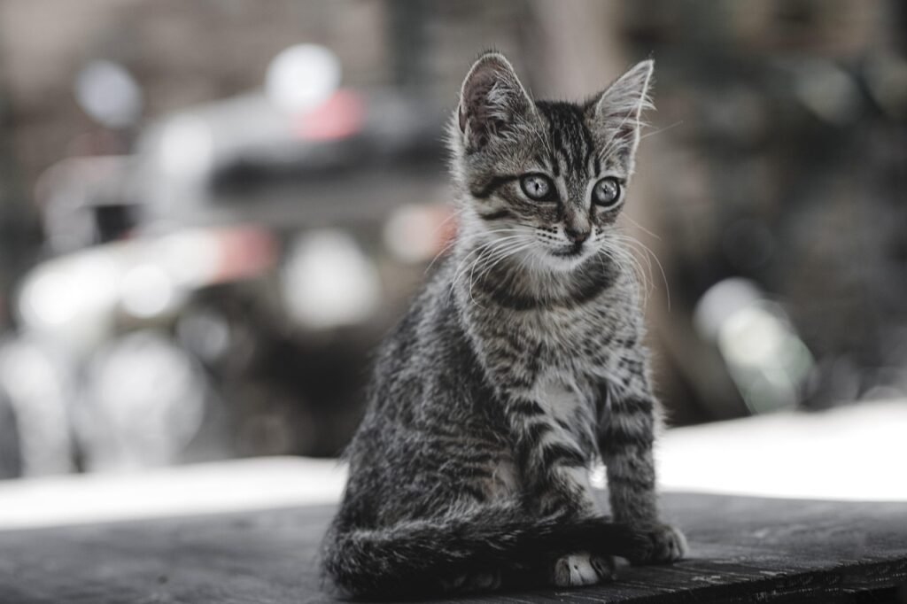 science behind cats
