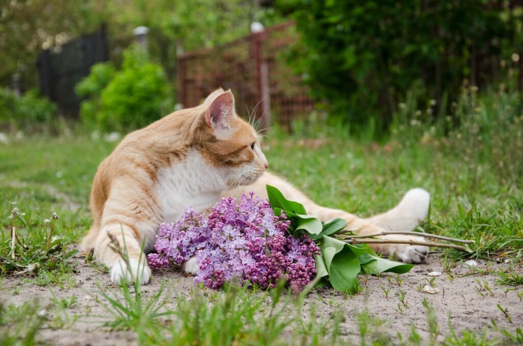 Charming orange tabby cat lounging on grass with bouquet of lilac flowers, showcasing serene outdoor scene.