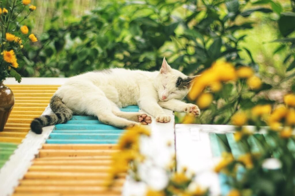 cat, pet, feline, animal, fur, kitty, nature, sleeping, lying, outdoors, domestic, domestic cat, cat portrait, animal world, cat, cat, cat, cat, cat
