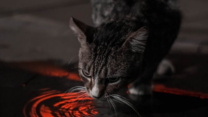 A curious cat drinking water from a puddle illuminated with vibrant orange reflections, creating a sensory and visual appeal.
