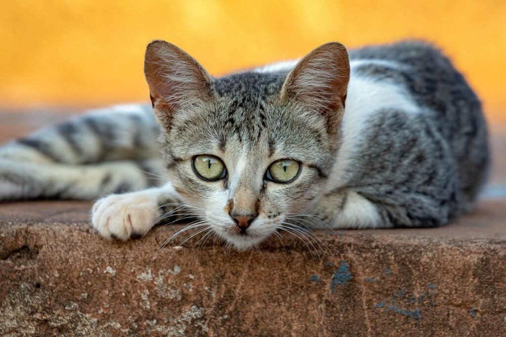 whiskers in a cat