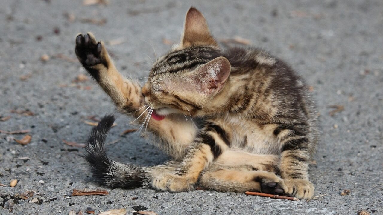 A tabby cat is sitting on the ground, grooming its front leg by licking it. The cat appears focused on its grooming routine.