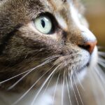 Domestic Cats cat, cat eyes, pet, whiskers, cat face, mackerel, european shorthair, animal, domestic animal, cat, cat, cat, cat, cat, whiskers