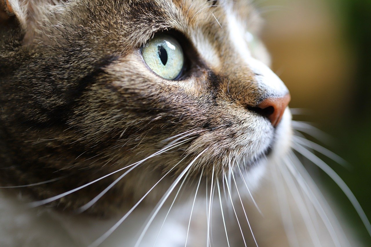 domestic cat communicate
