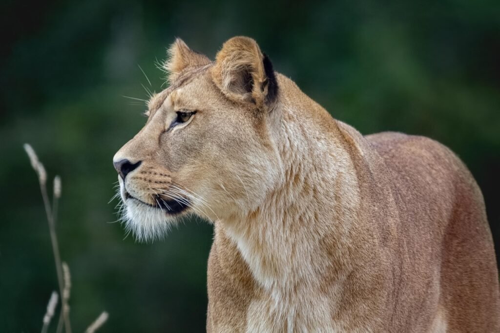 The Impact of Habitat Loss on Big Cat Populations