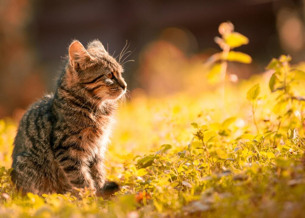 sense of smell: A tranquil scene of a tabby kitten basking in the warm sunlight in a lush meadow.