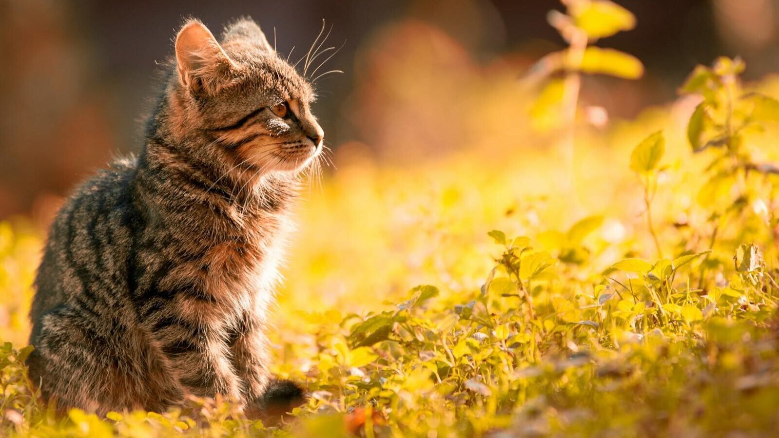 A tabby kitten sitting in a sunlit field of golden grass, gazing thoughtfully into the distance, creating a warm and serene atmosphere.