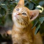 cat, kitten, pet, feline, animal, fur, kitty, whiskers, mammal, domestic, domestic cat, cat portrait, animal world, nature, close up, cat, cat, cat, cat, cat
