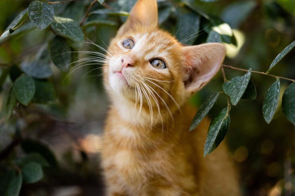 How to Create a Cat-Friendly Garden