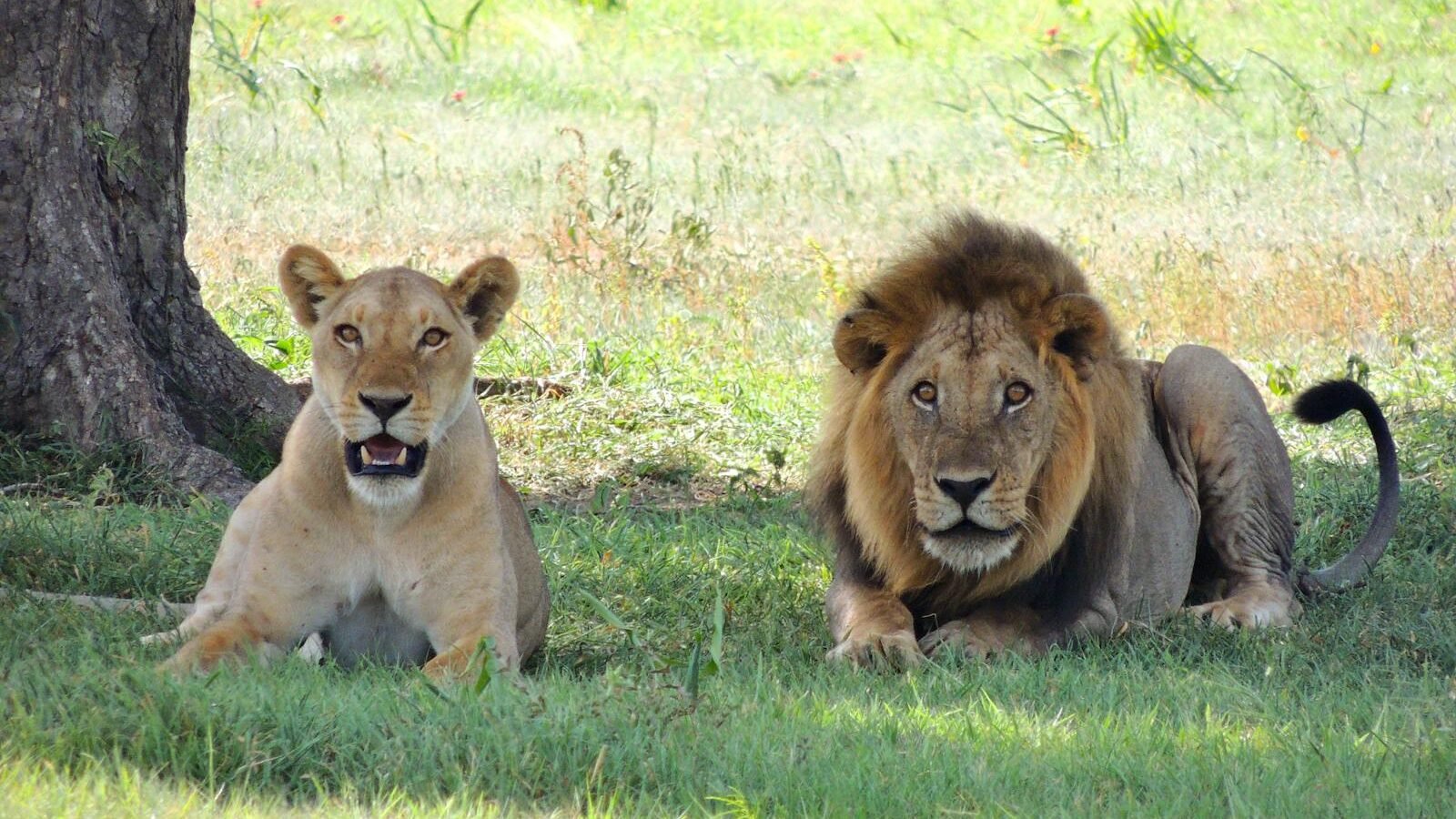 A male and female lion resting together in a grassy outdoor setting.