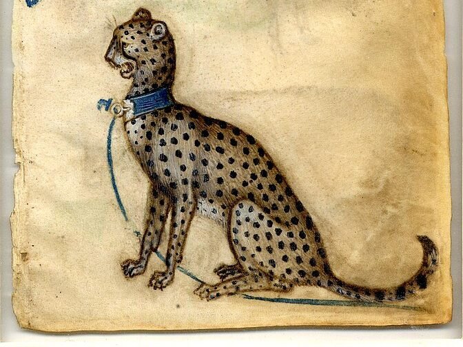 An ancient manuscript illustration featuring two cheetahs adorned with blue collars, symbolizing their historical significance in literature and royal hunting traditions.