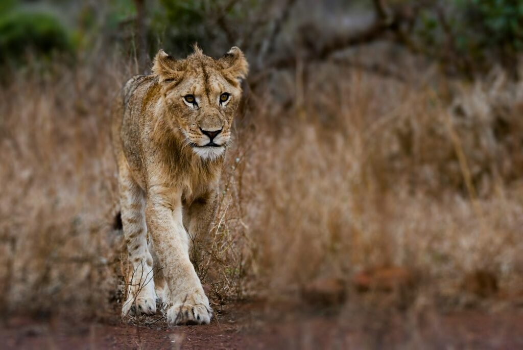 Captivating portrait of a young lioness roaming the African wilderness.