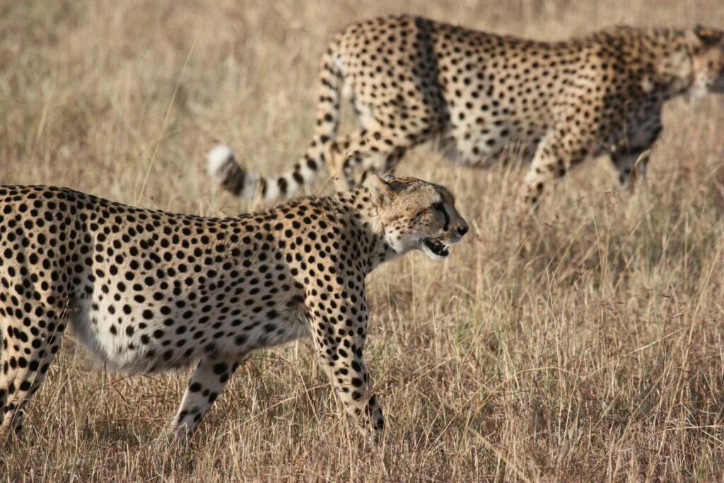 The Impact of Trophy Hunting on Big Cat Populations