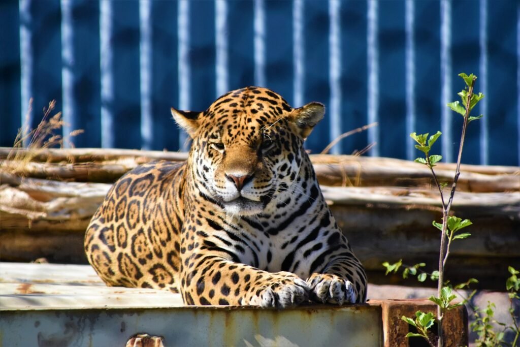 coat pattern: leopard animal lying on deck