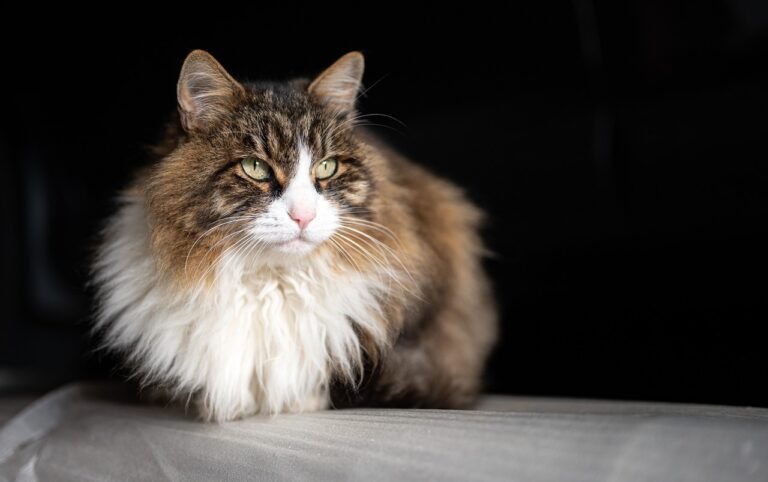 iconic cat breed: cat, feline, nature, pet, animal, mammal, cat,
