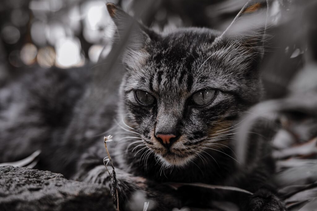 Black cat