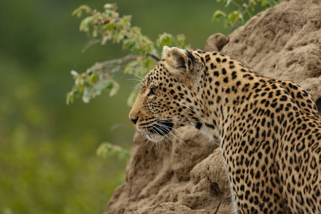 A leopard perched on a rocky surface, scanning the surroundings with its eyes focused, demonstrating its incredible camouflage and stealth.