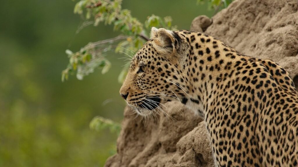 A leopard perched on a rocky surface, scanning the surroundings with its eyes focused, demonstrating its incredible camouflage and stealth.