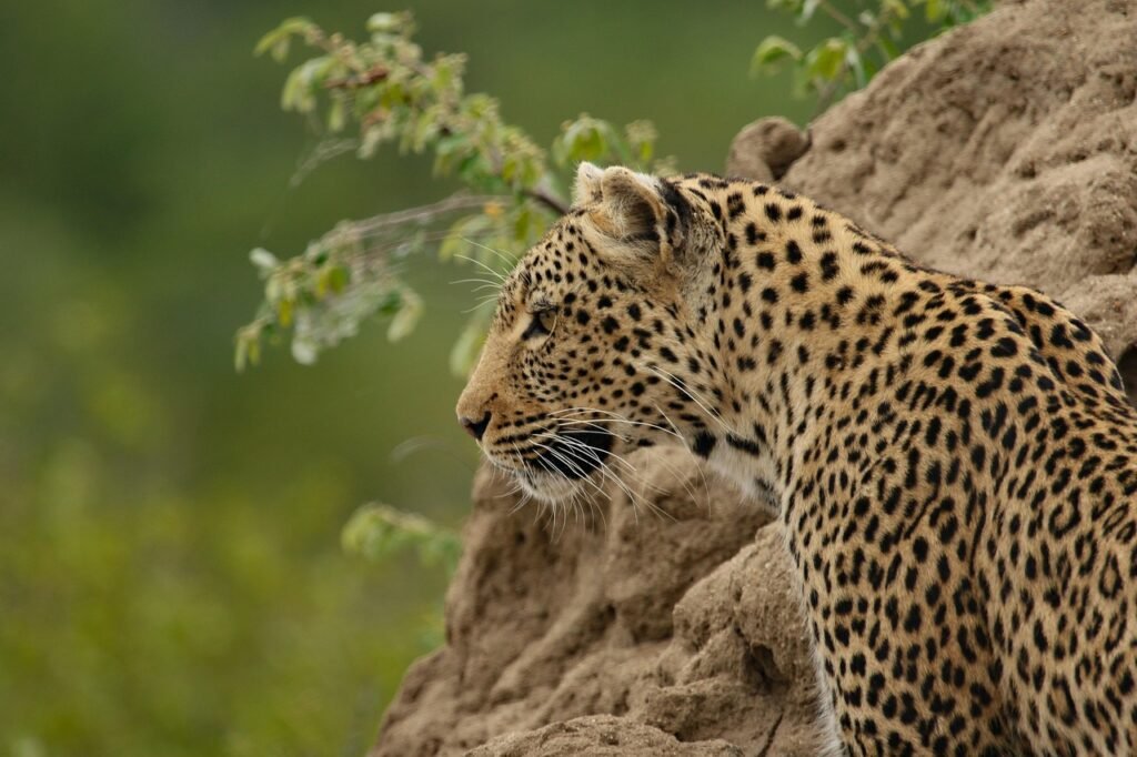 Adaptations for Hunting