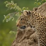 Adaptations for Hunting