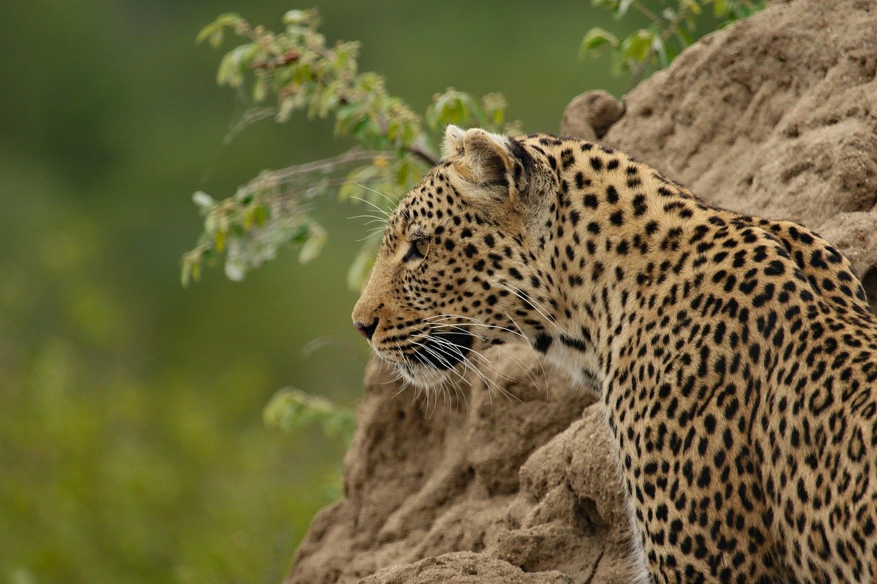Adaptations for Hunting