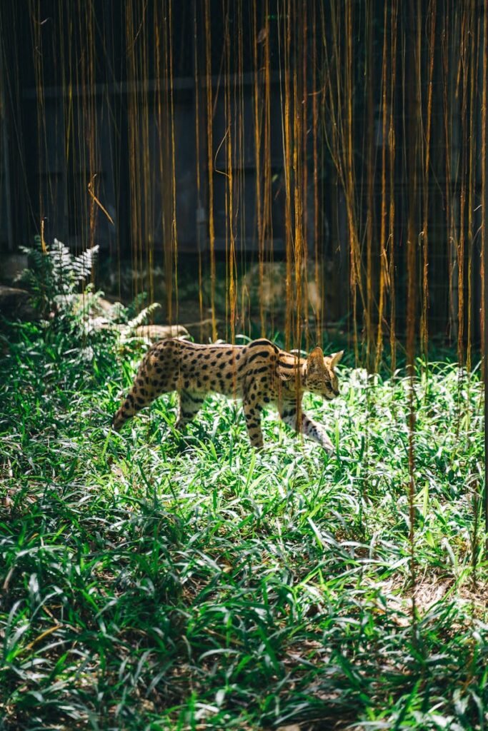 A serval cat gracefully walking through dense greenery in a natural habitat, demonstrating its stealth and agility used in hunting.