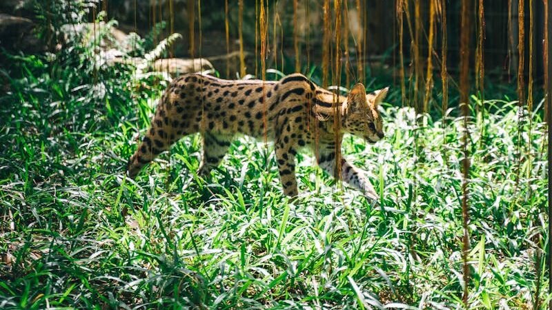 A serval cat gracefully walking through dense greenery in a natural habitat, demonstrating its stealth and agility used in hunting.