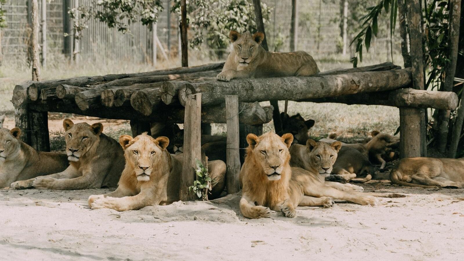A group of lions resting together under a wooden shelter, displaying their strong social bonds and communication within the pride.