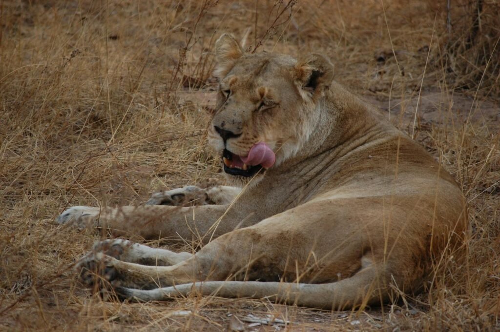 lion's pride: A serene lioness rests in the dry grass, showcasing the beauty of wildlife.