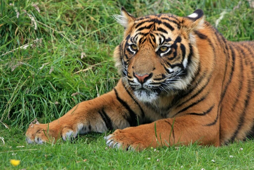 A striking tiger lying in green grass, showcasing its vibrant stripes and majestic presence.