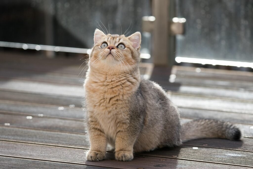 Wild Cat Species british shorthair, cat, pet, kitten, animal, tabby, bkh, domestic, feline, mammal, fluffy, whiskers, cute, black-golden-ticked-tabby, closeup, cat, cat, cat, nature, cat, cat, kitten