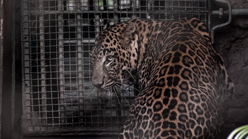 A leopard with a striking spotted coat sitting near a cage, its tail curled behind it, in a dimly lit enclosure surrounded by foliage.