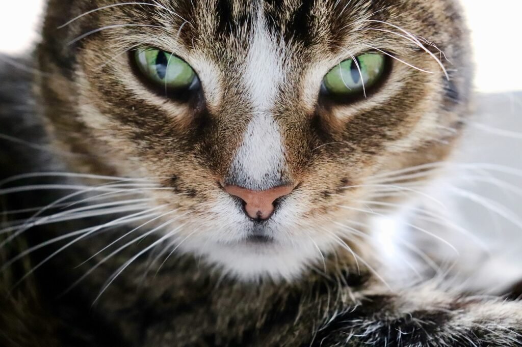 Diets for Keeping Indoor Cats