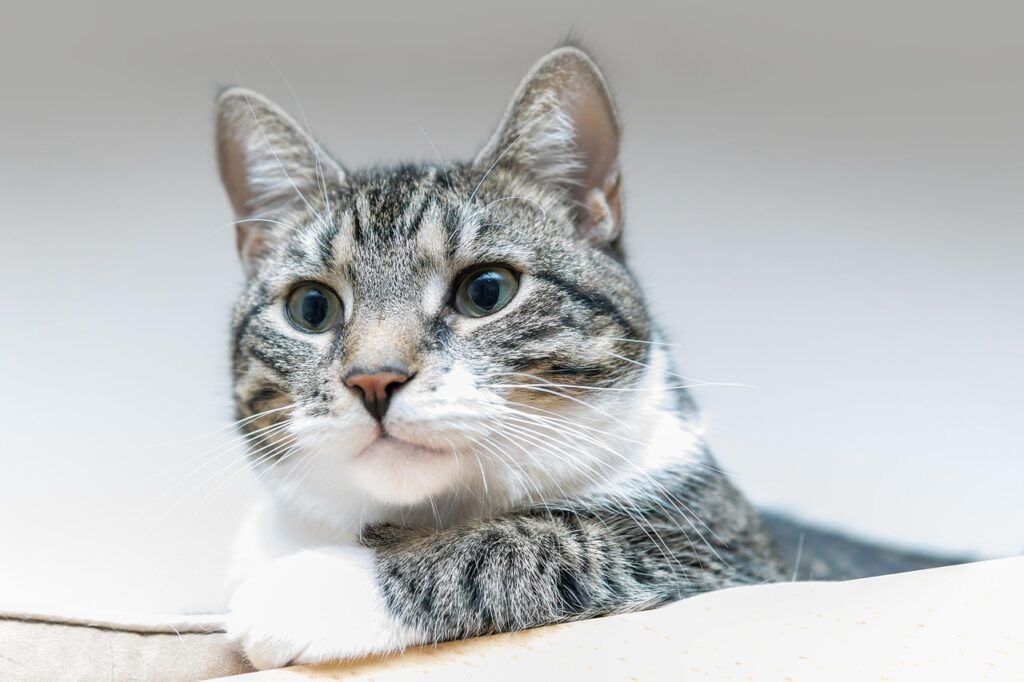 cat detect changes in their environment